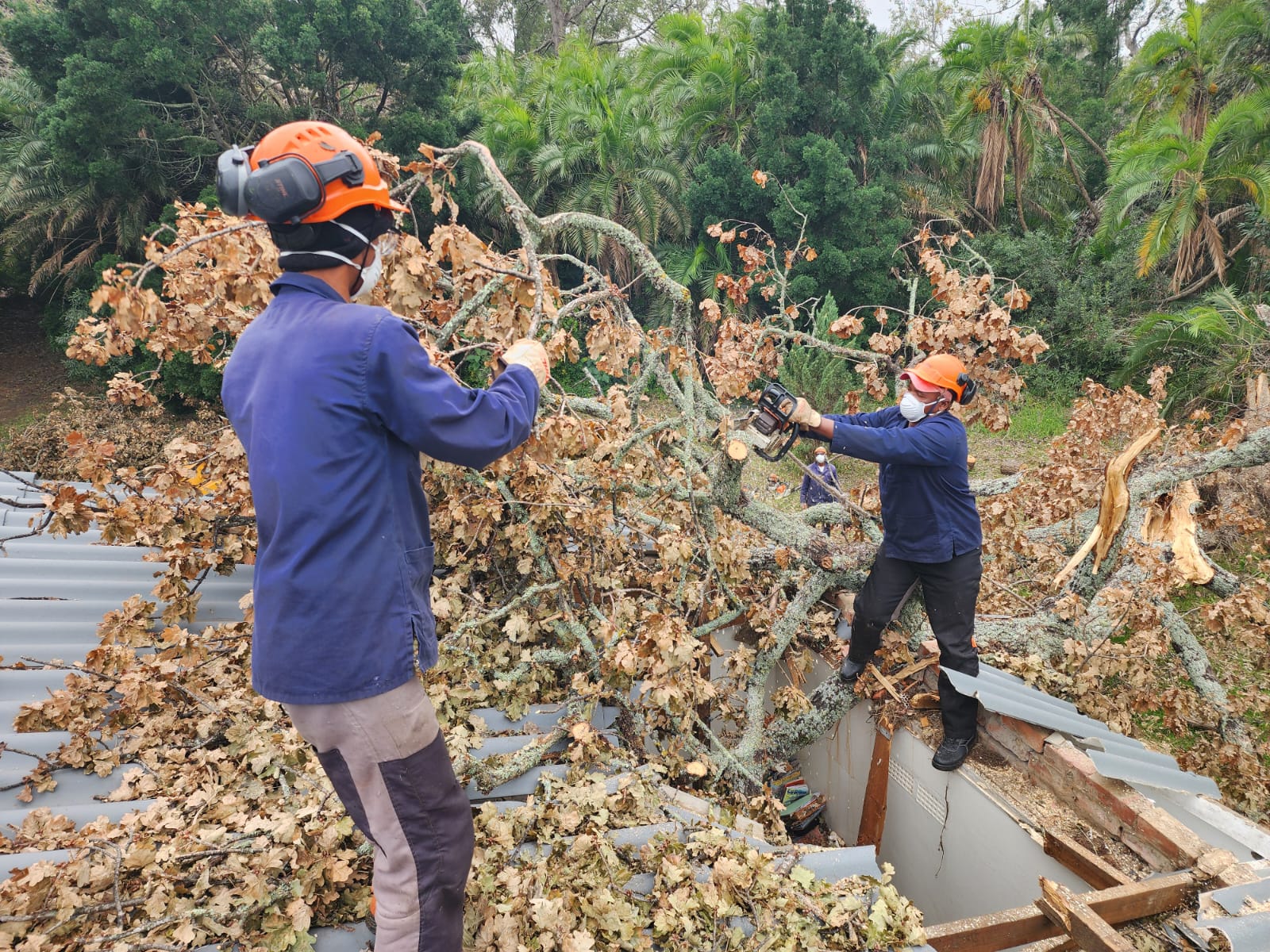 RVZ professional arborist climbing and pruning an oak tree