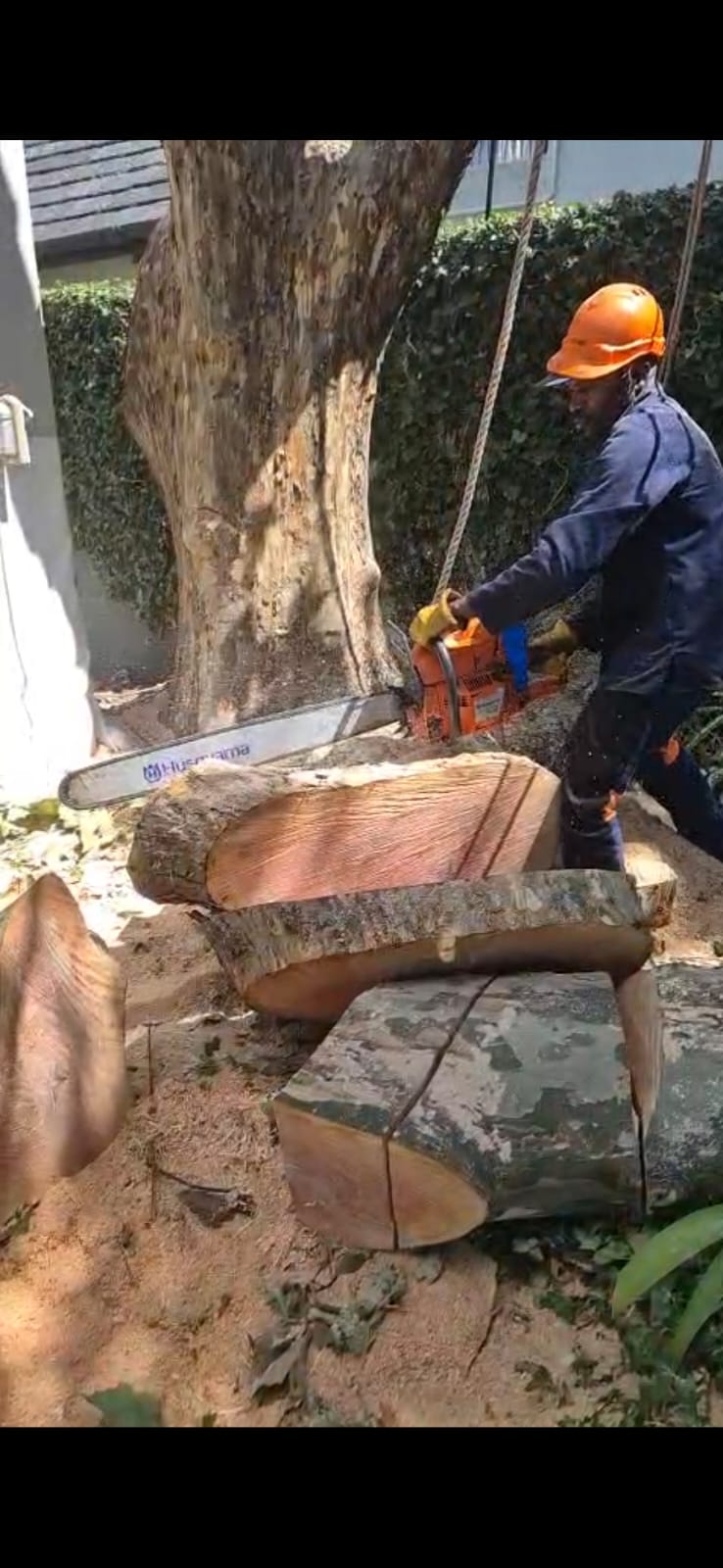 Professional tree felling and cutting