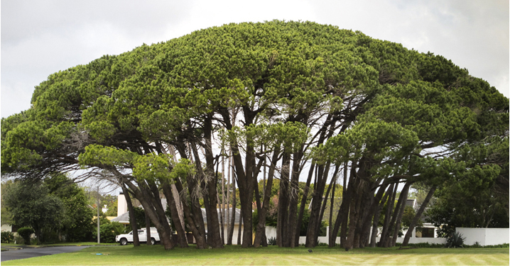 Mature tree health management by RVZ arborists