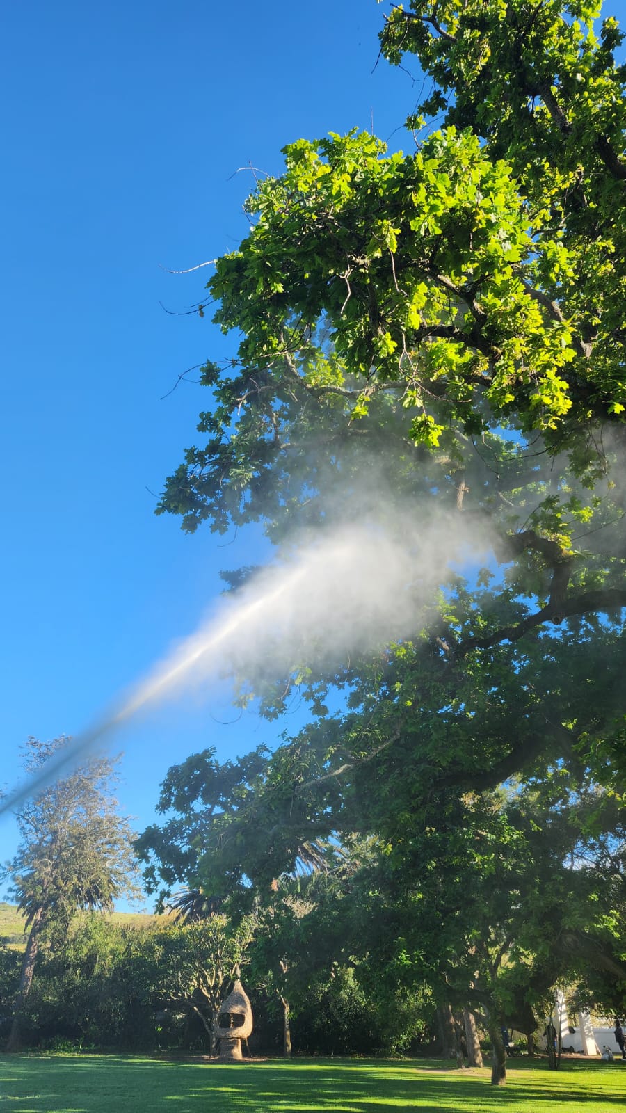 PSHB tree treatment by RVZ arborists