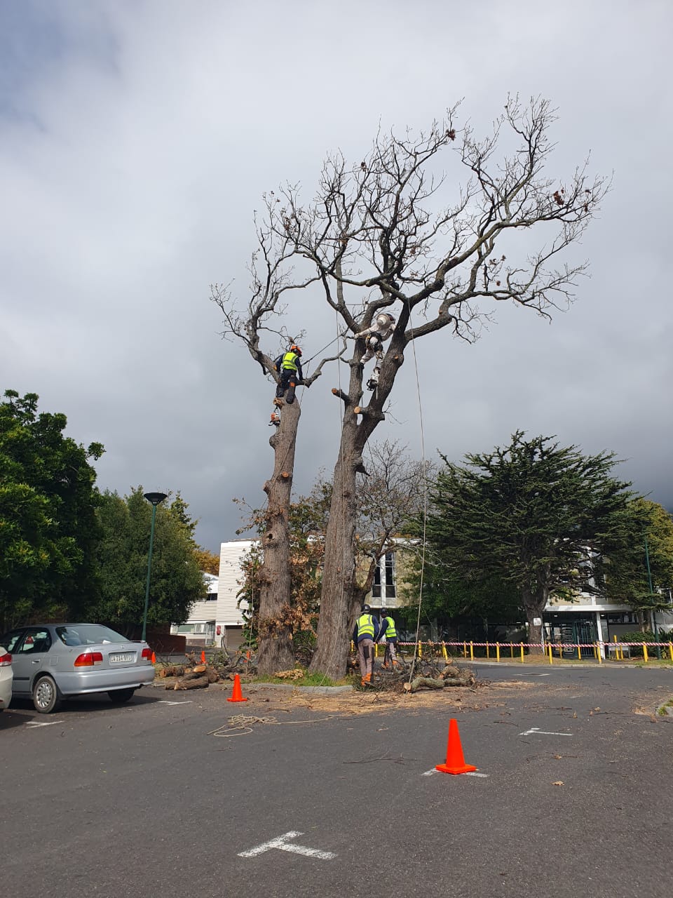 Storm damage tree removal