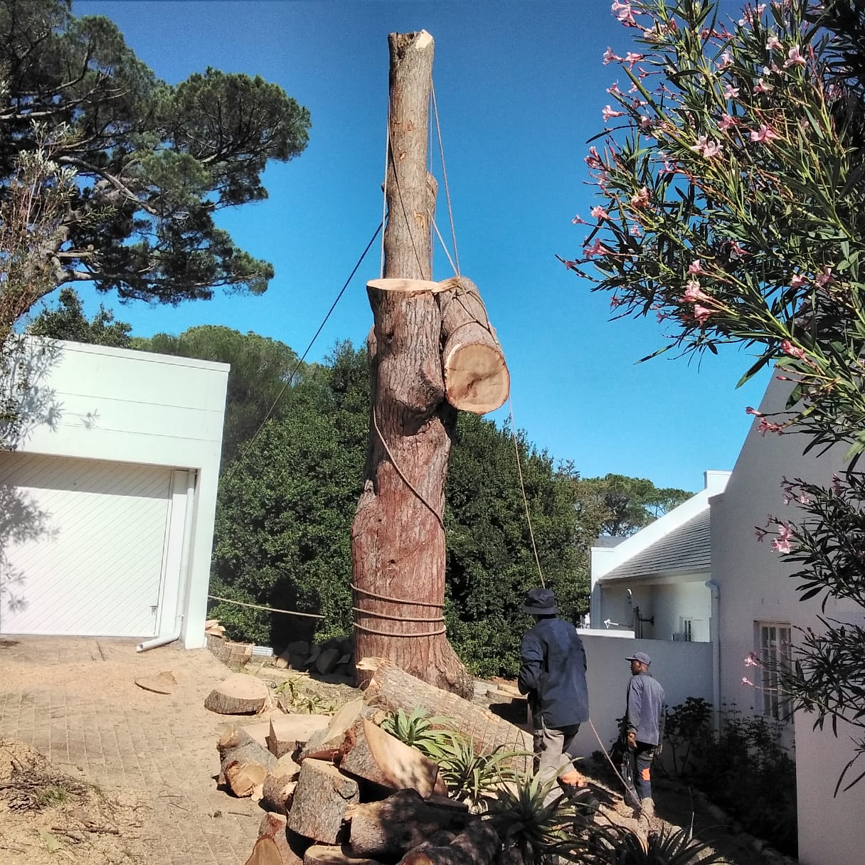 Controlled sectional tree felling