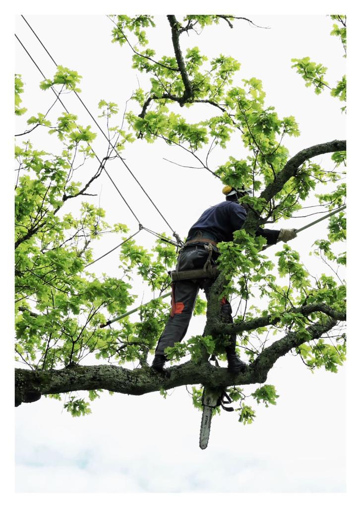 Professional tree pruning by RVZ arborists