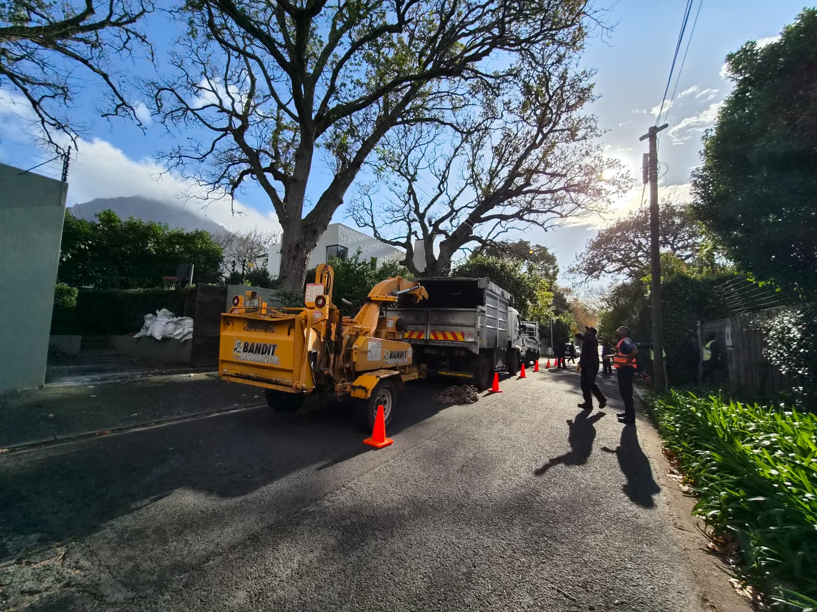 Tree removal with wood chipper in Cape Town